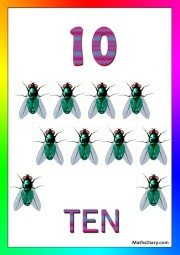 10 house flies